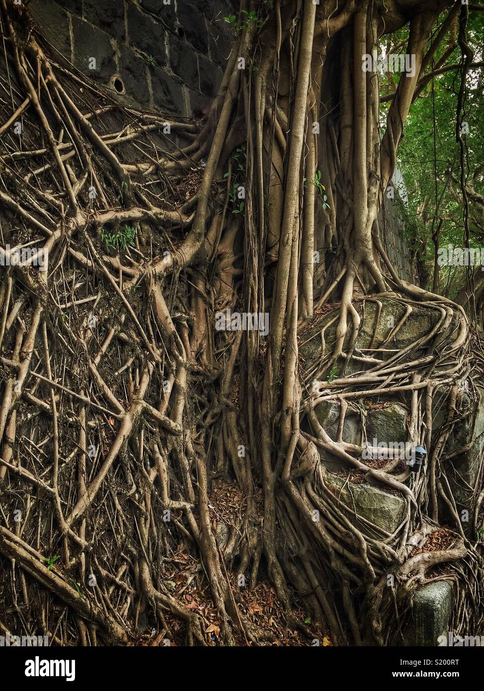 Dettaglio di un cinese banyan 'wall tree" (Ficus microcarpa), ha permesso di crescere su una pietra della parete di ritegno in modo che le sue radici hanno un effetto stabilizzante, Sai Ying Pun, Isola di Hong Kong - Immagine stock catturata con smartphone