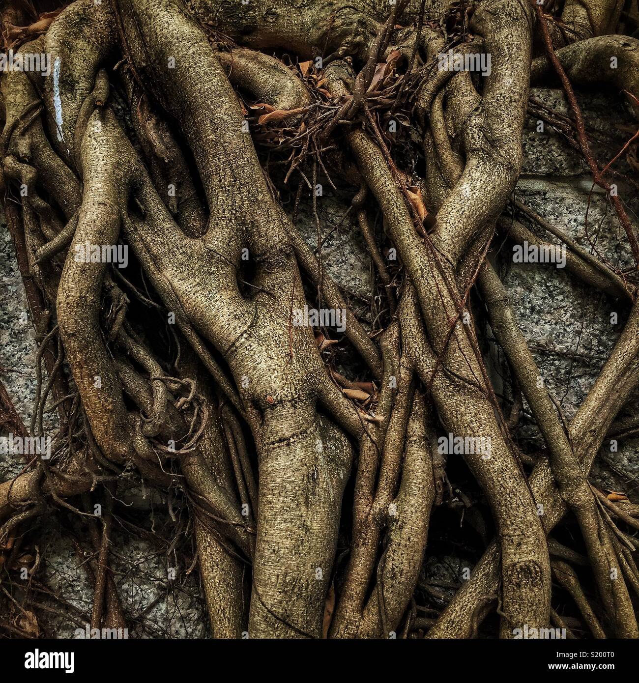 Dettaglio di un cinese banyan 'wall tree" (Ficus microcarpa), ha permesso di crescere su una pietra della parete di ritegno in modo che le sue radici hanno un effetto stabilizzante, Sai Ying Pun, Isola di Hong Kong - Immagine stock catturata con smartphone