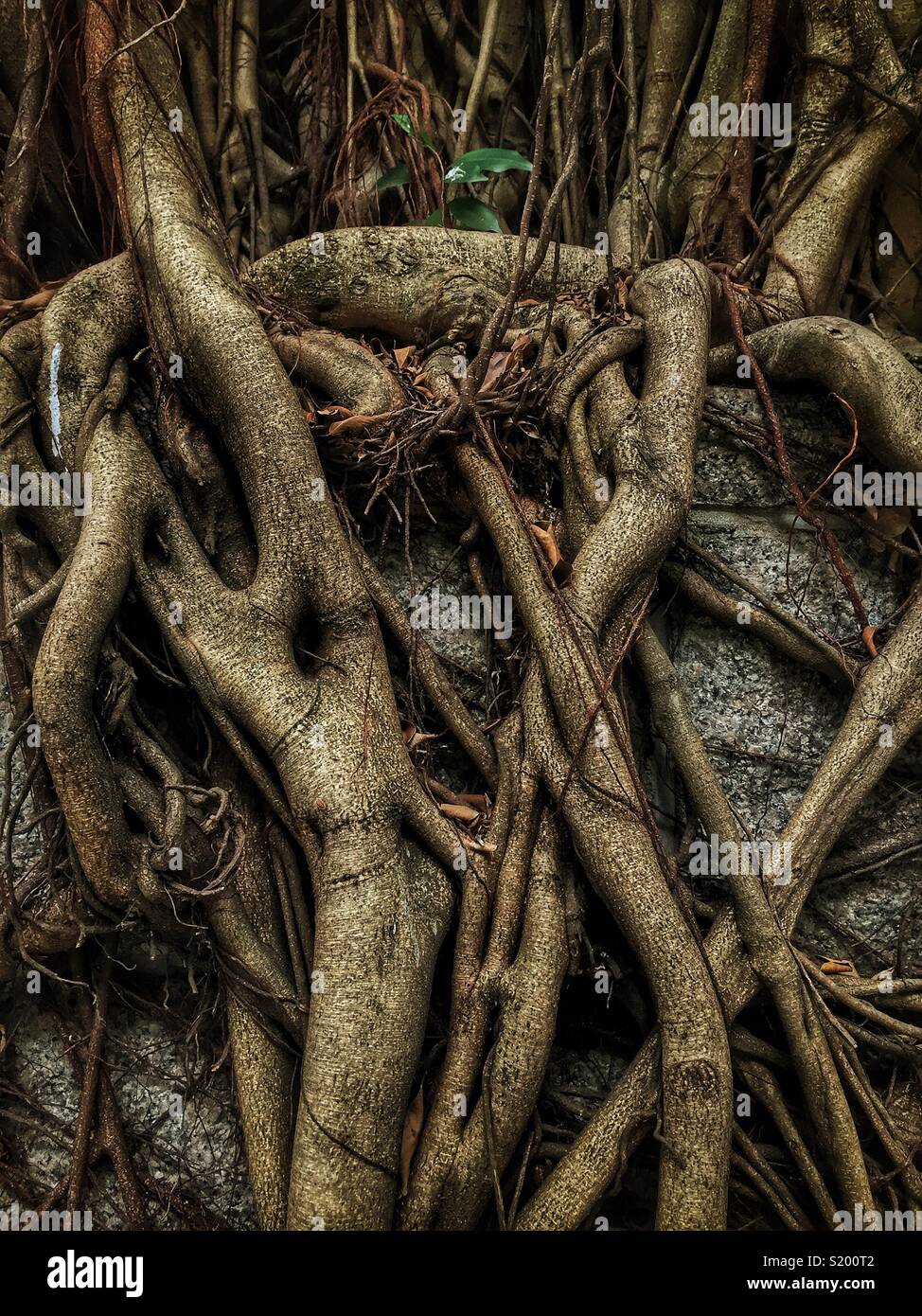 Dettaglio di un cinese banyan 'wall tree" (Ficus microcarpa), ha permesso di crescere su una pietra della parete di ritegno in modo che le sue radici hanno un effetto stabilizzante, Sai Ying Pun, Isola di Hong Kong - Immagine stock catturata con smartphone