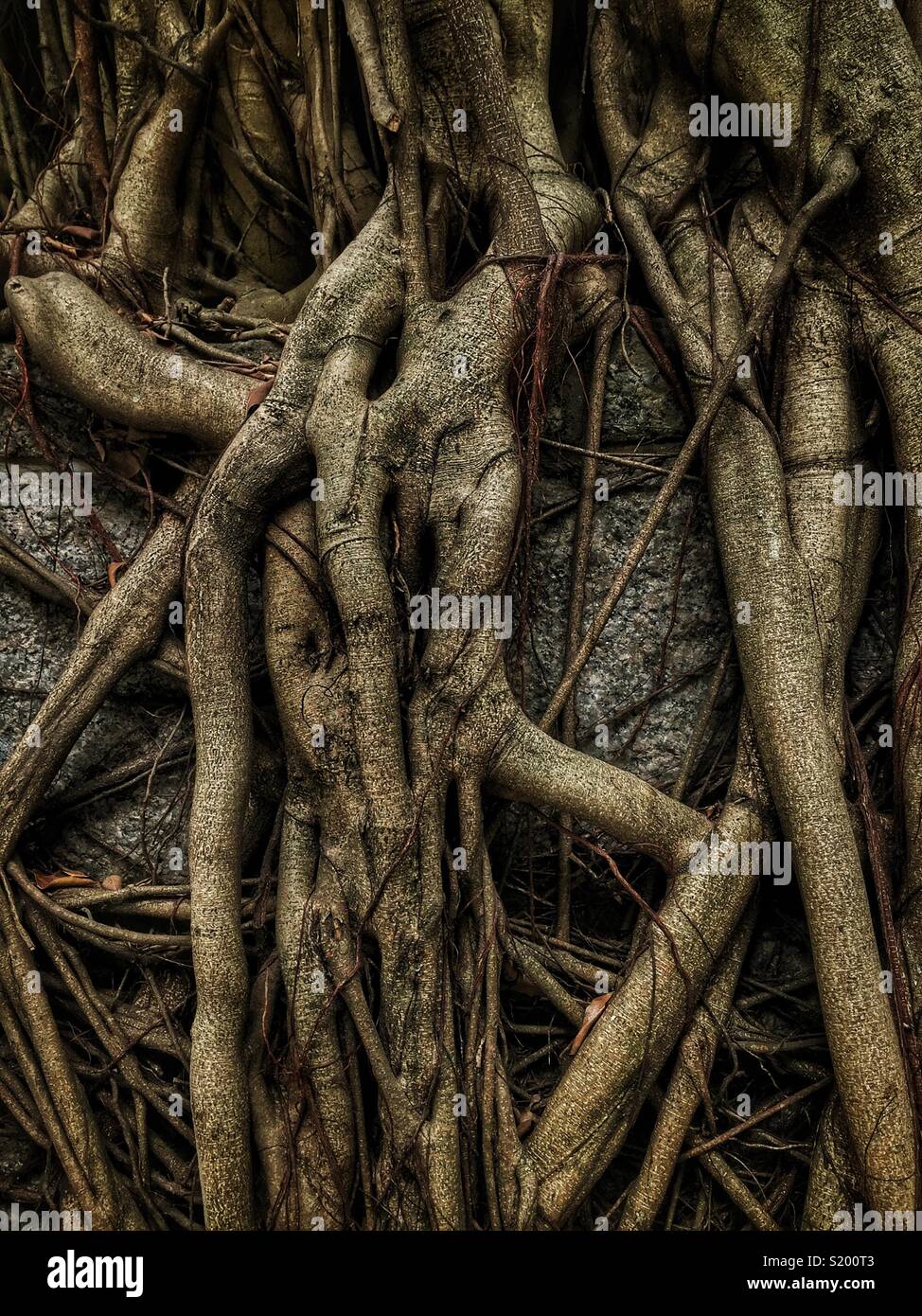Dettaglio di un cinese banyan 'wall tree" (Ficus microcarpa), ha permesso di crescere su una pietra della parete di ritegno in modo che le sue radici hanno un effetto stabilizzante, Sai Ying Pun, Isola di Hong Kong - Immagine stock catturata con smartphone