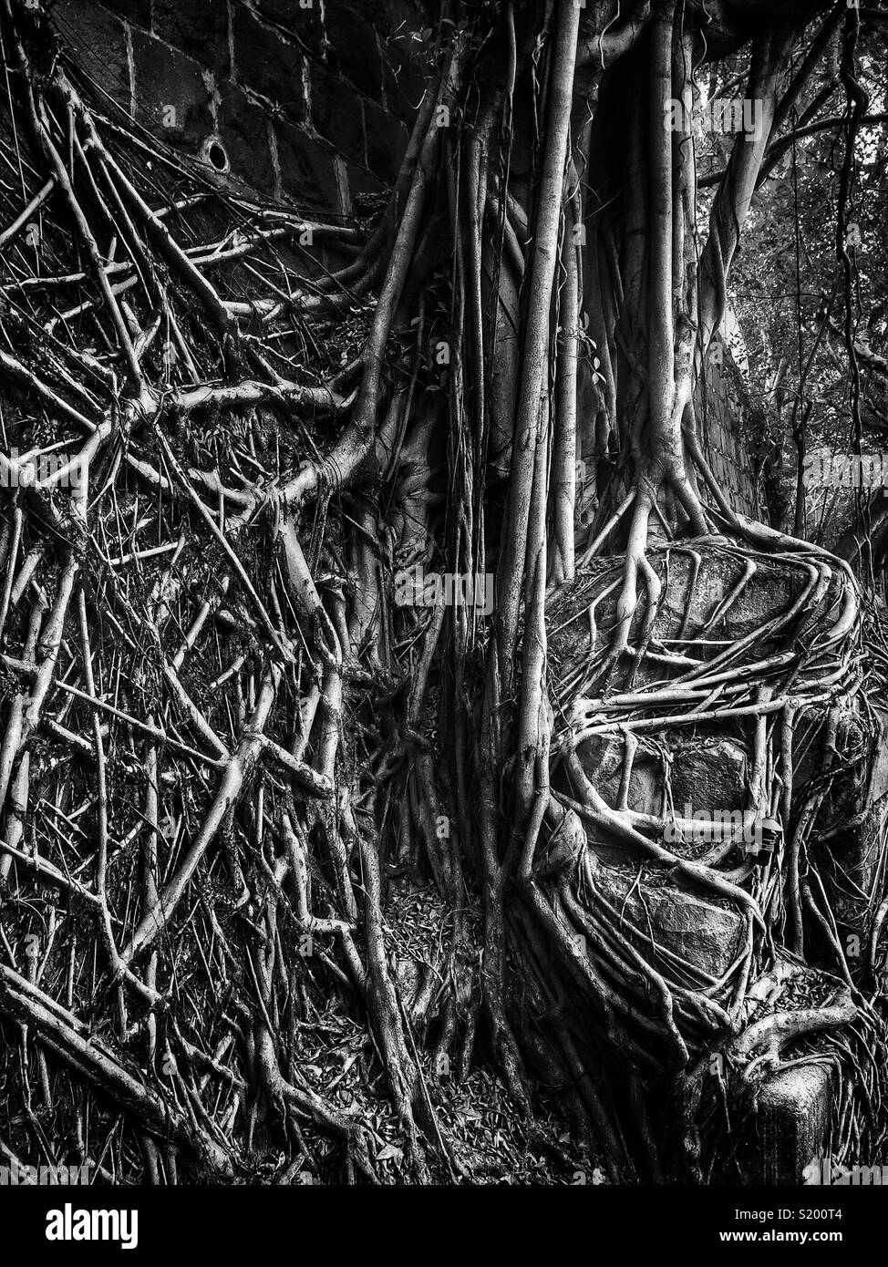 Dettaglio di un cinese banyan 'wall tree" (Ficus microcarpa), ha permesso di crescere su una pietra della parete di ritegno in modo che le sue radici hanno un effetto stabilizzante, Sai Ying Pun, Isola di Hong Kong - Immagine stock catturata con smartphone