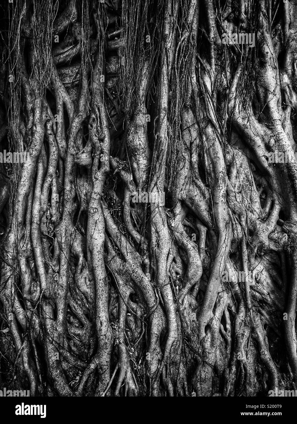Dettaglio di un cinese banyan 'wall tree" (Ficus microcarpa), ha permesso di crescere su una pietra della parete di ritegno in modo che le sue radici hanno un effetto stabilizzante, Sai Ying Pun, Isola di Hong Kong - Immagine stock catturata con smartphone