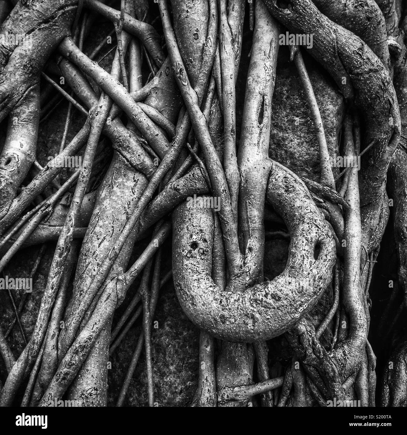 Dettaglio di un cinese banyan 'wall tree" (Ficus microcarpa), ha permesso di crescere su una pietra della parete di ritegno in modo che le sue radici hanno un effetto stabilizzante, Sai Ying Pun, Isola di Hong Kong - Immagine stock catturata con smartphone