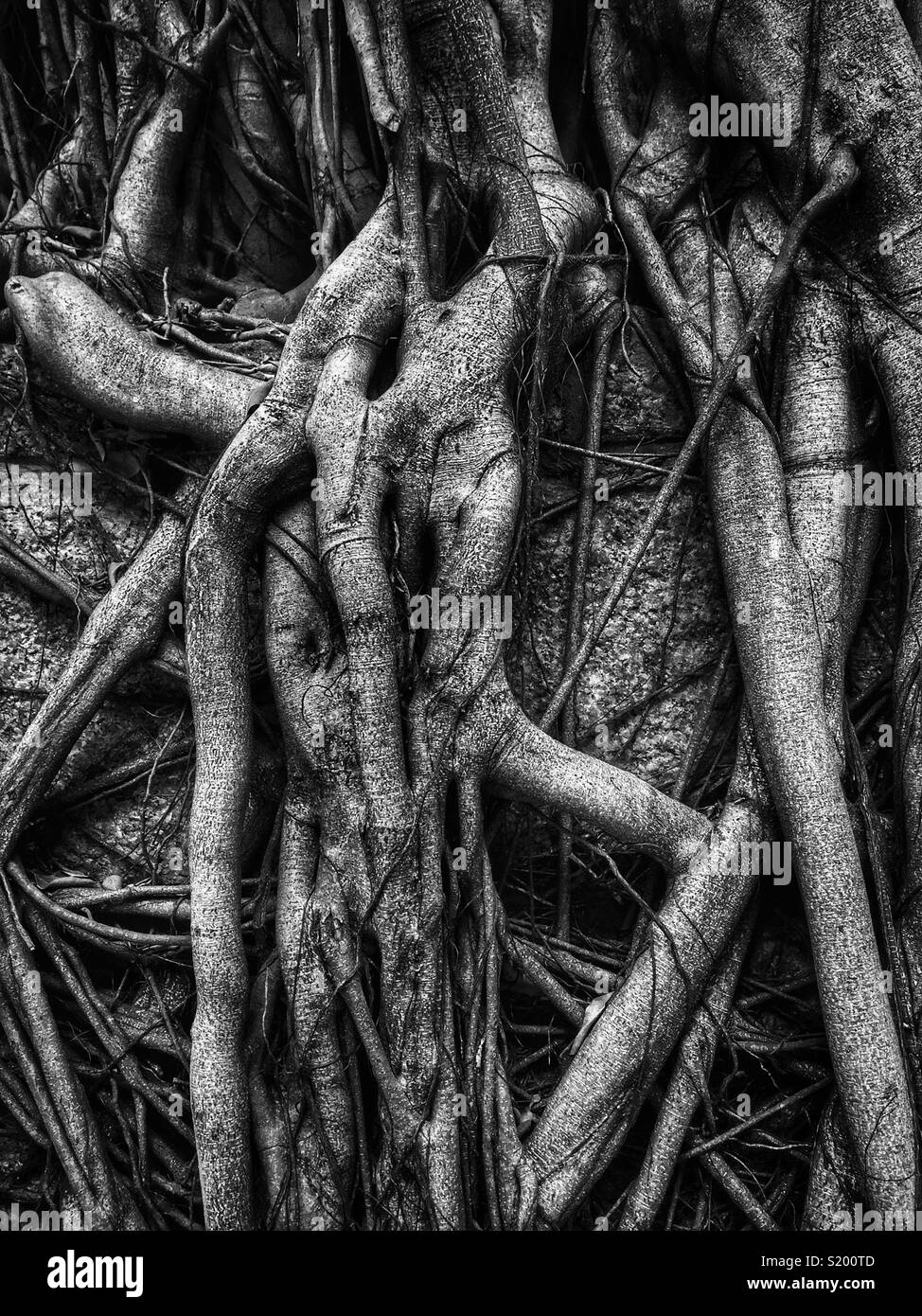 Dettaglio di un cinese banyan 'wall tree" (Ficus microcarpa), ha permesso di crescere su una pietra della parete di ritegno in modo che le sue radici hanno un effetto stabilizzante, Sai Ying Pun, Isola di Hong Kong - Immagine stock catturata con smartphone