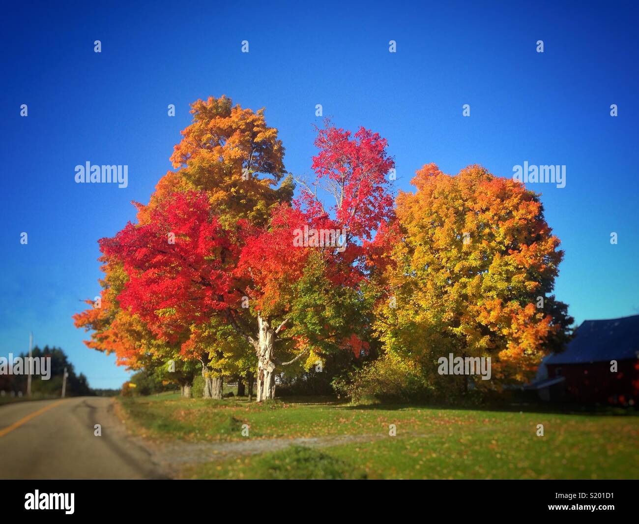 Gruppo di alberi Foto Stock