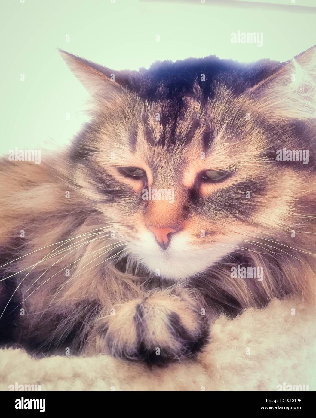 Razza siberiana gatto di casa guarda i contenuti Foto Stock