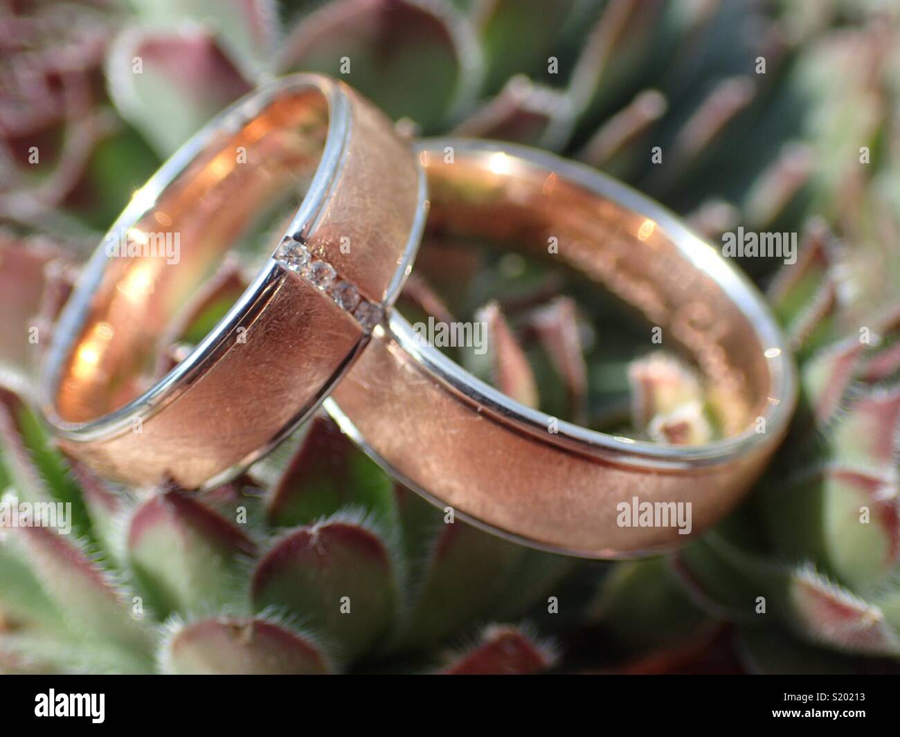 Eheringe mit Pflanze | gli anelli di nozze con impianto Foto Stock