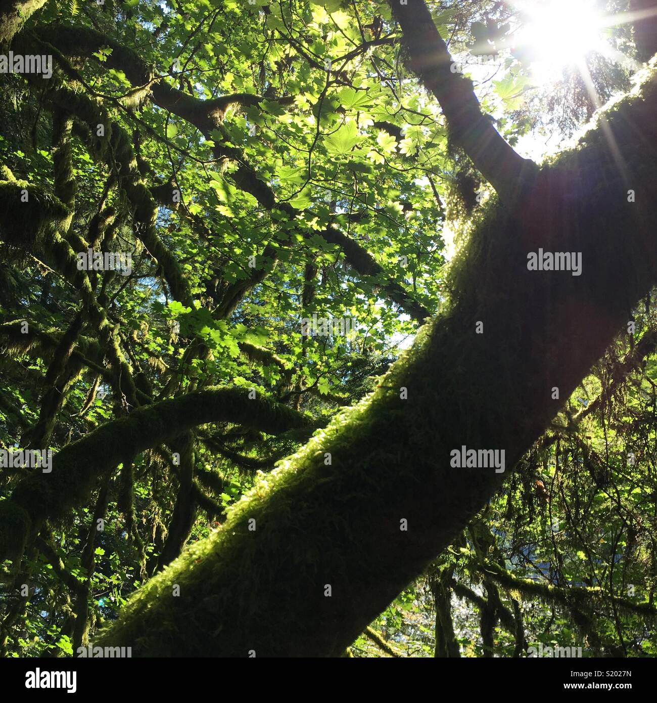 Il sole splende attraverso gli alberi Foto Stock