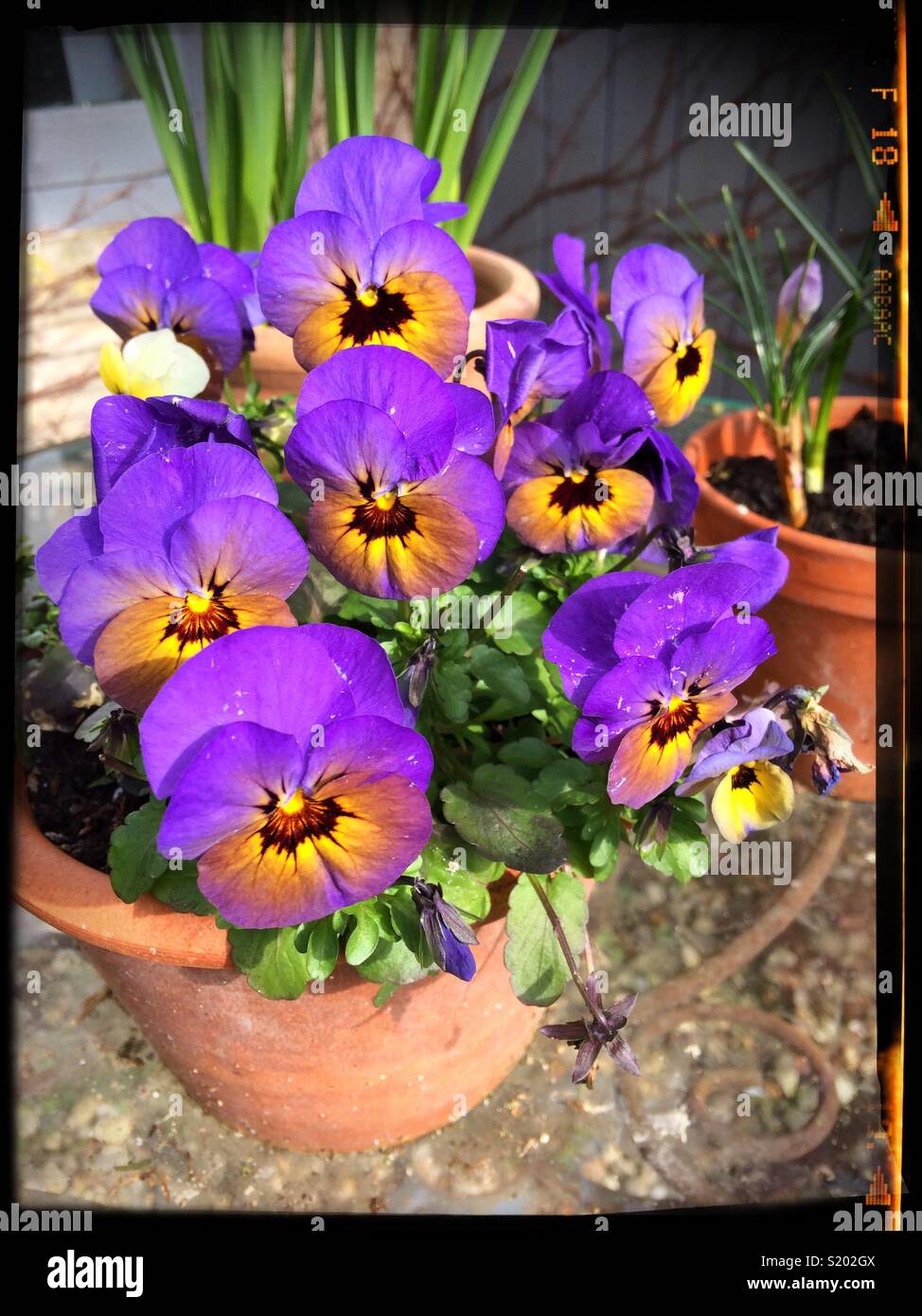 Porpora e giallo pansies in una pentola di terracotta - Immagine stock catturata con smartphone