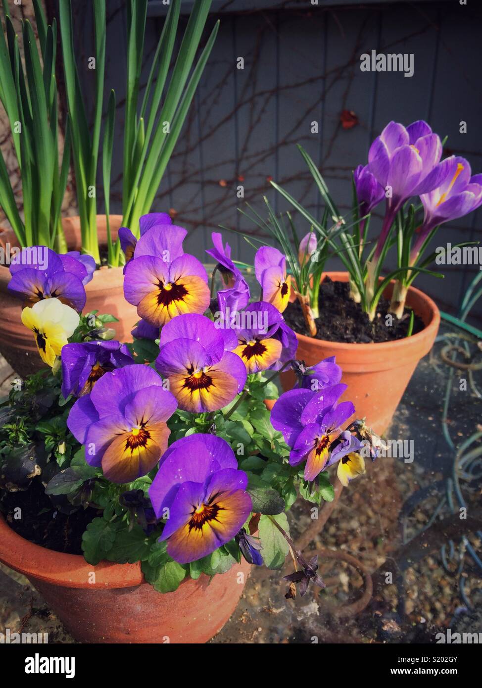 Pansies viola e crochi in terracotta box - Immagine stock catturata con smartphone