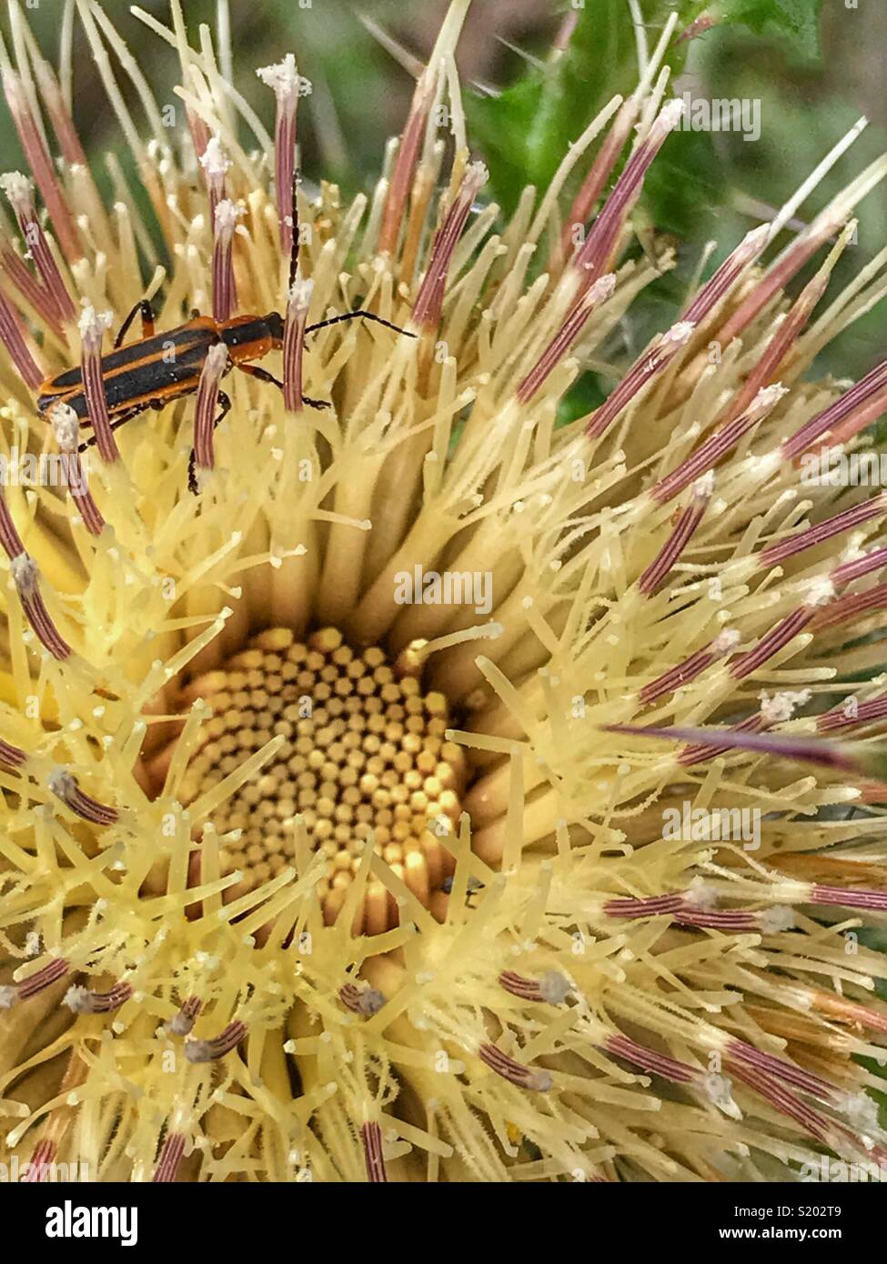 Un soldato beetle (emarginati leatherwing) pollinici su un latte di colore giallo fiore di cardo (Silybum marianum) Foto Stock