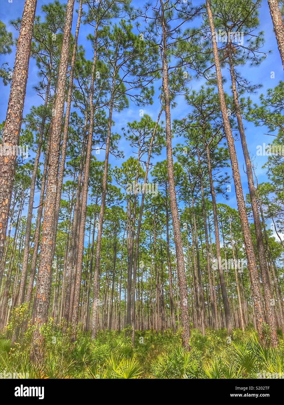 Alti pini e palme scrub, Osceola National Forest - Immagine stock catturata con smartphone