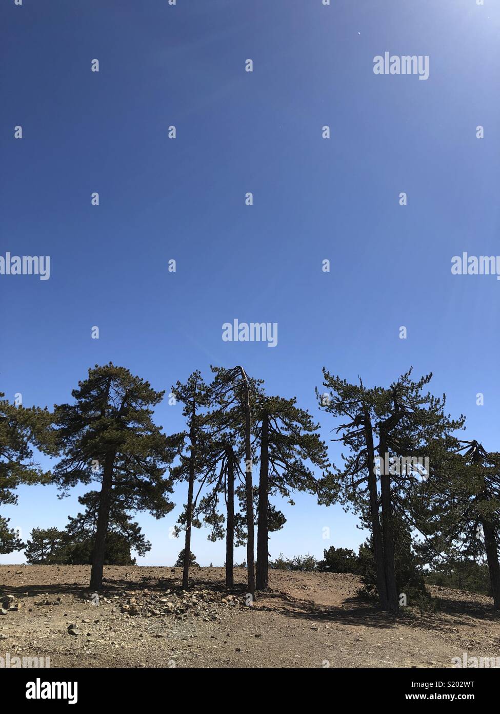 Alberi di pino sulla vetta del Monte Olimpo su Cipro - Immagine stock catturata con smartphone