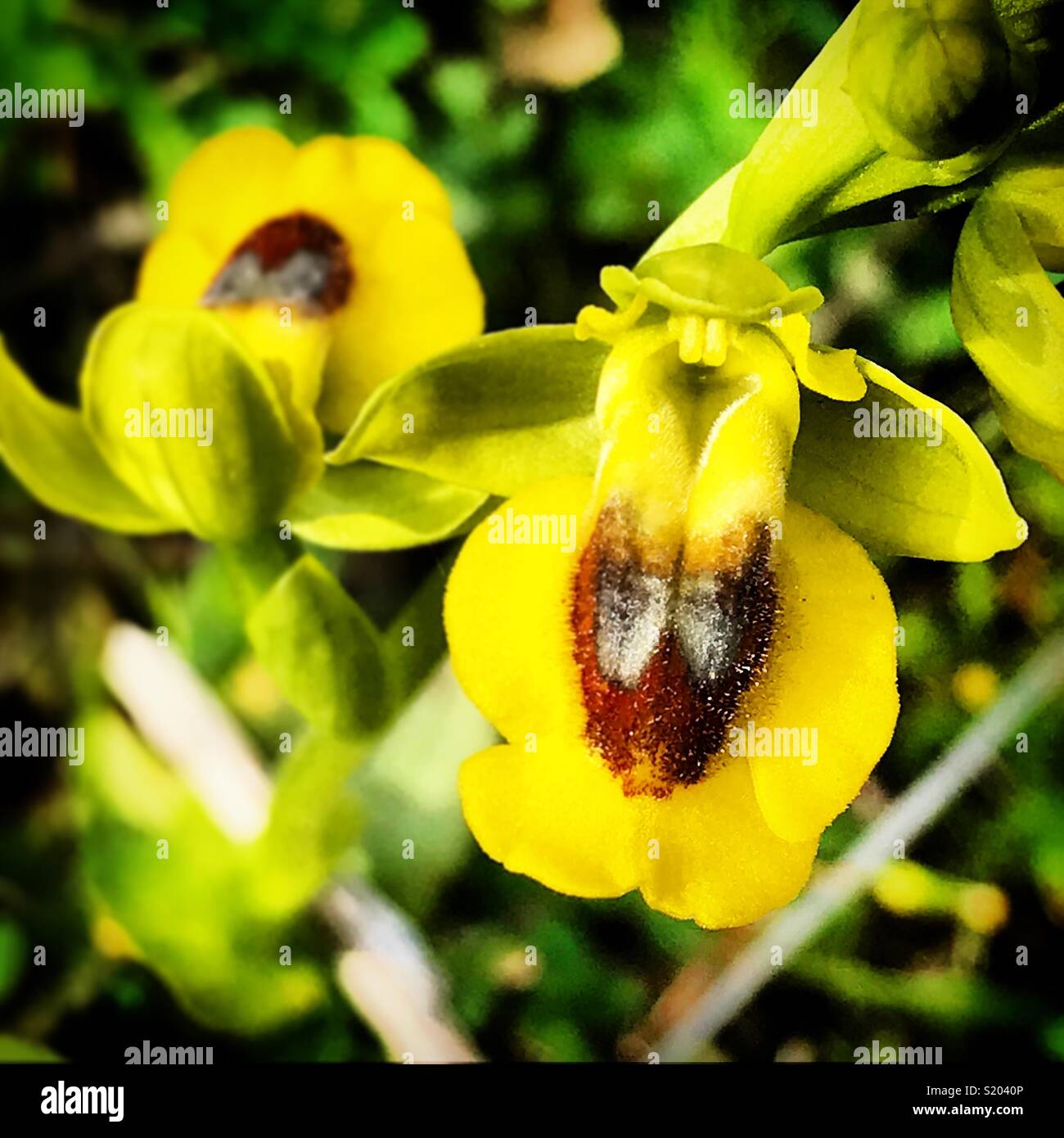 Un'orchidea con la forma di un animale cornuto in Prado del Rey, Sierra de Cadice, Andalusia, Spagna Foto Stock
