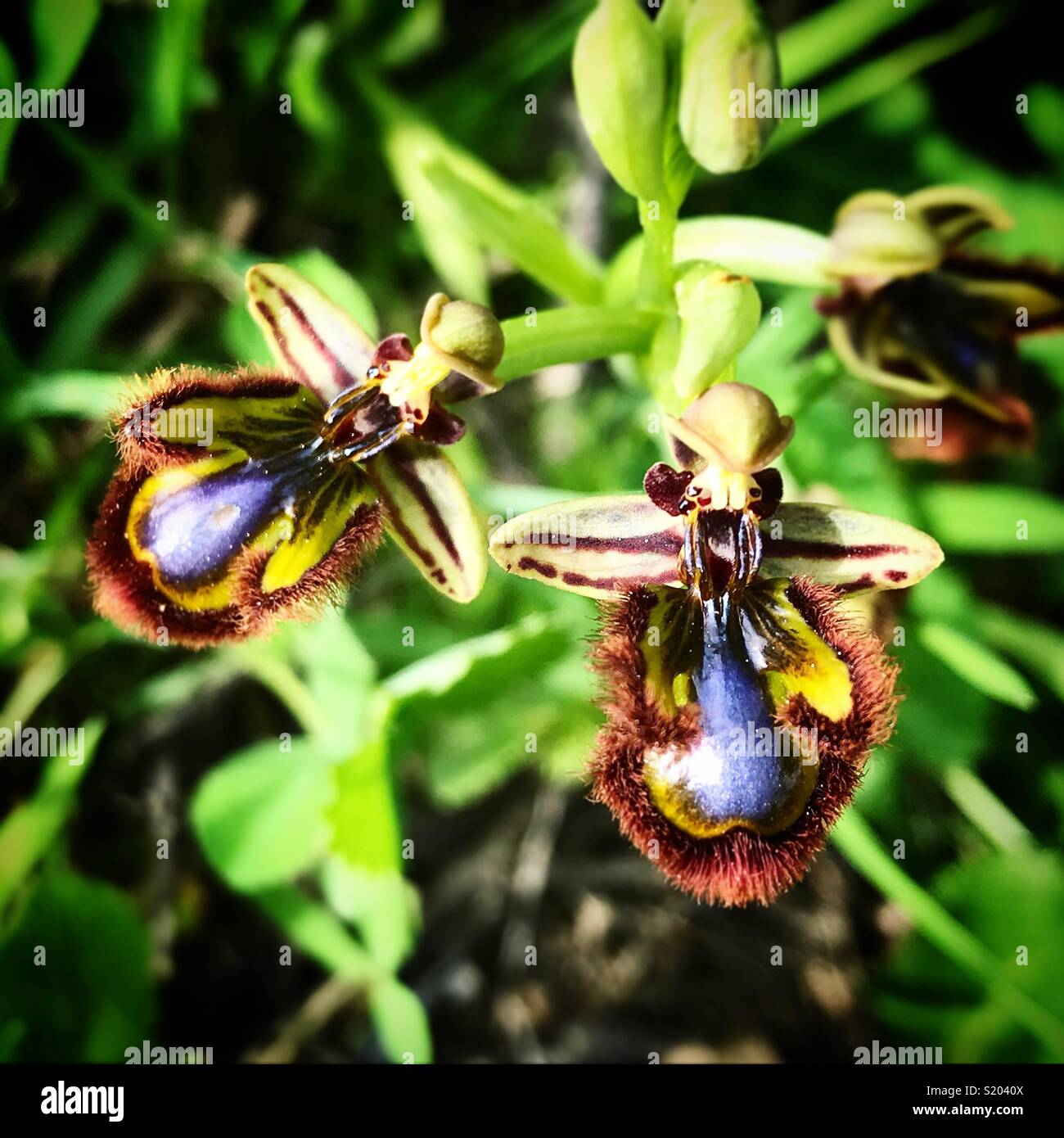 Le orchidee con la forma di insetti in Prado del Rey, Sierra de Cadice, Andalusia, Spagna - Immagine stock catturata con smartphone