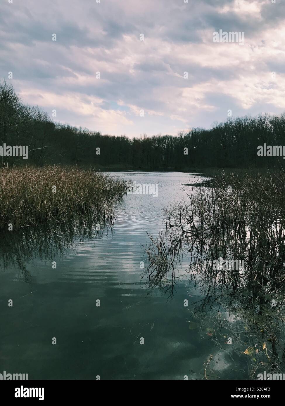Laghetto di bosco in New Jersey, USA. - Immagine stock catturata con smartphone