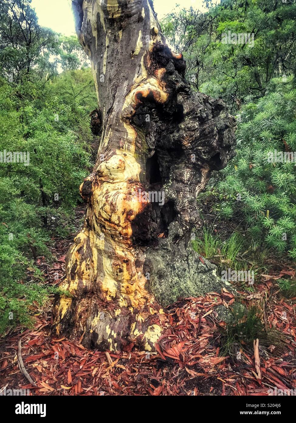 Un vecchio fire-segnato Scribbly Gum (eucalipto sclerophylla), Leura, il Parco Nazionale Blue Mountains, NSW, Australia Foto Stock