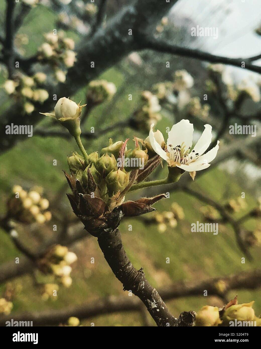 Fiorisce ad albero Foto Stock