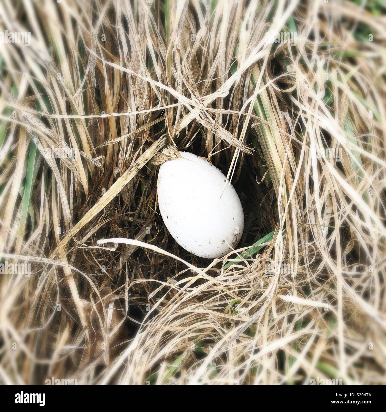 Un uovo di grandi dimensioni in un campo di erba Foto Stock