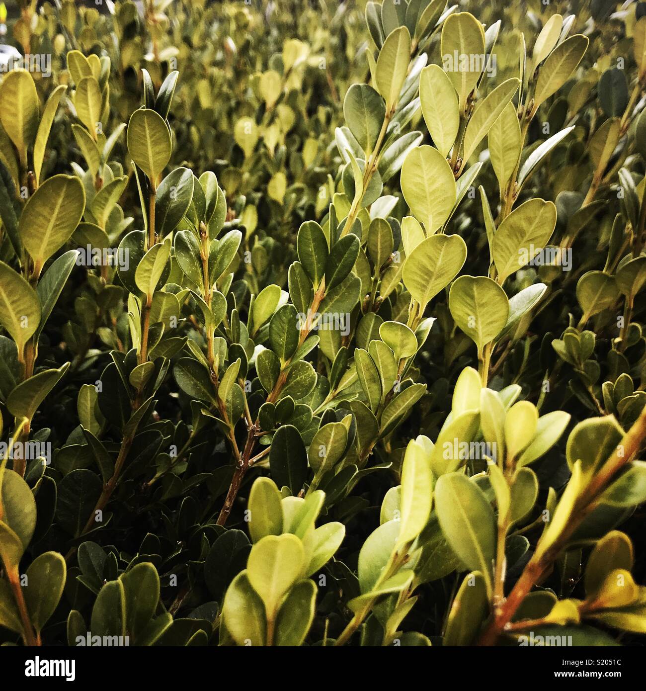 Bosso inglese Foto Stock