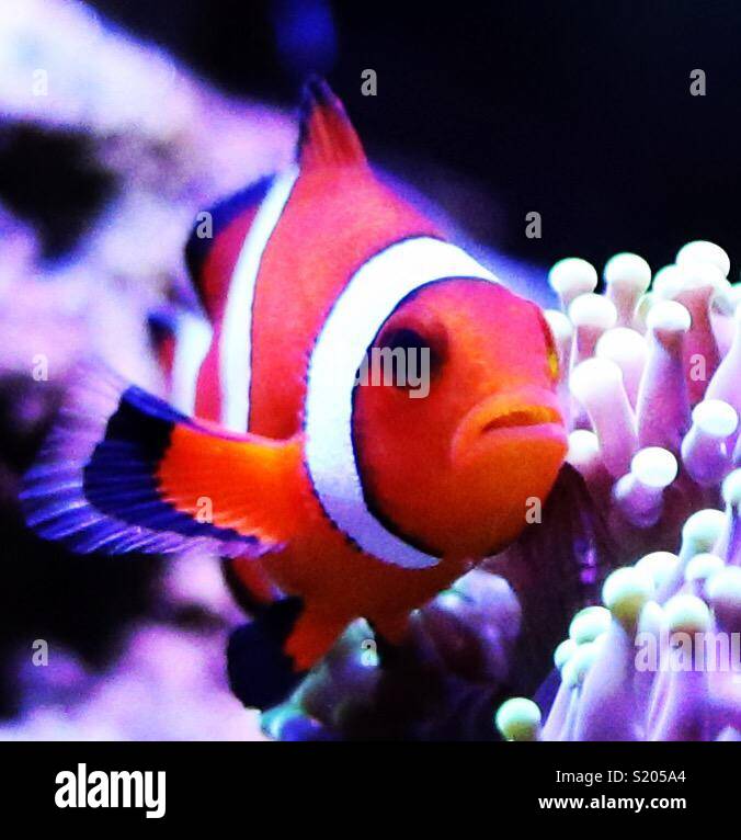 Ocellaris clownfish Foto Stock