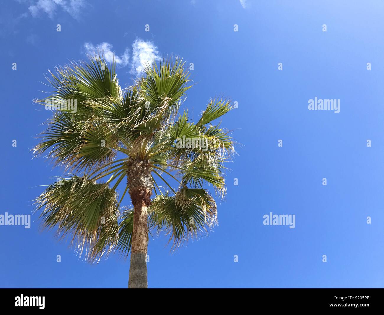 Washingtonia palm contro il cielo blu e a basso angolo di visione Foto Stock