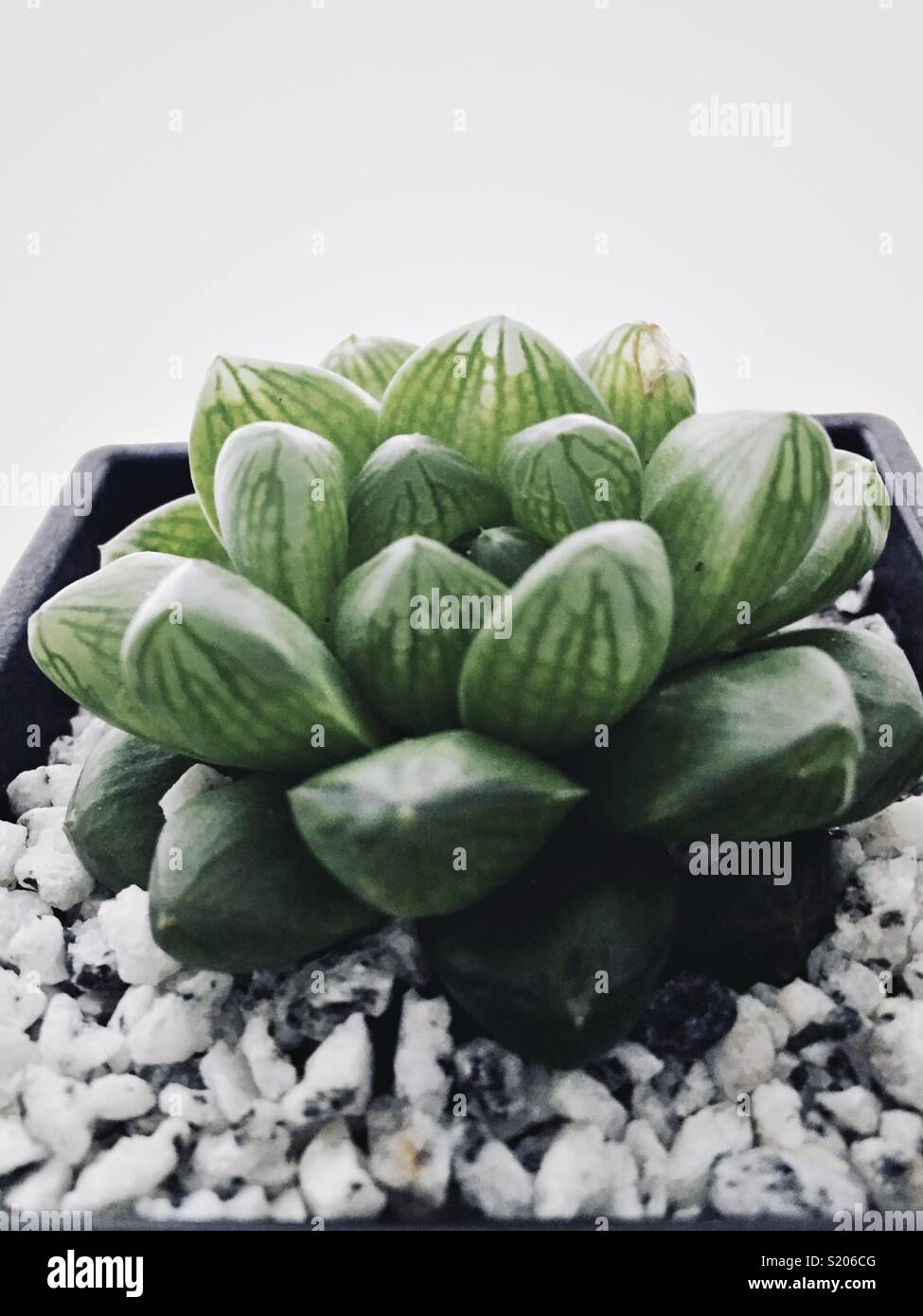 1 x Haworthia Fasciata | Pianta Succulenta per Interni (15-25 cm