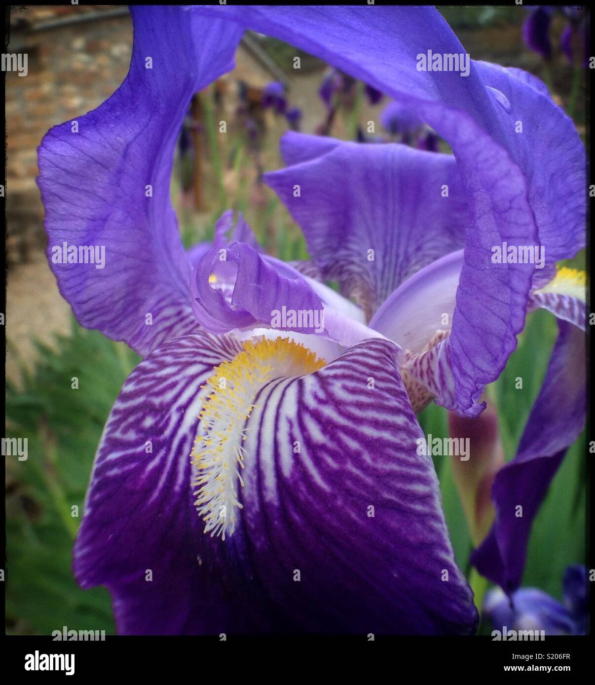 Il fiore di Fleur-De-Lys, noto anche come il barbuto Iris, viola o di bandiera tedesca (Iris Iris germanica), Catalogna, Spagna. Foto Stock