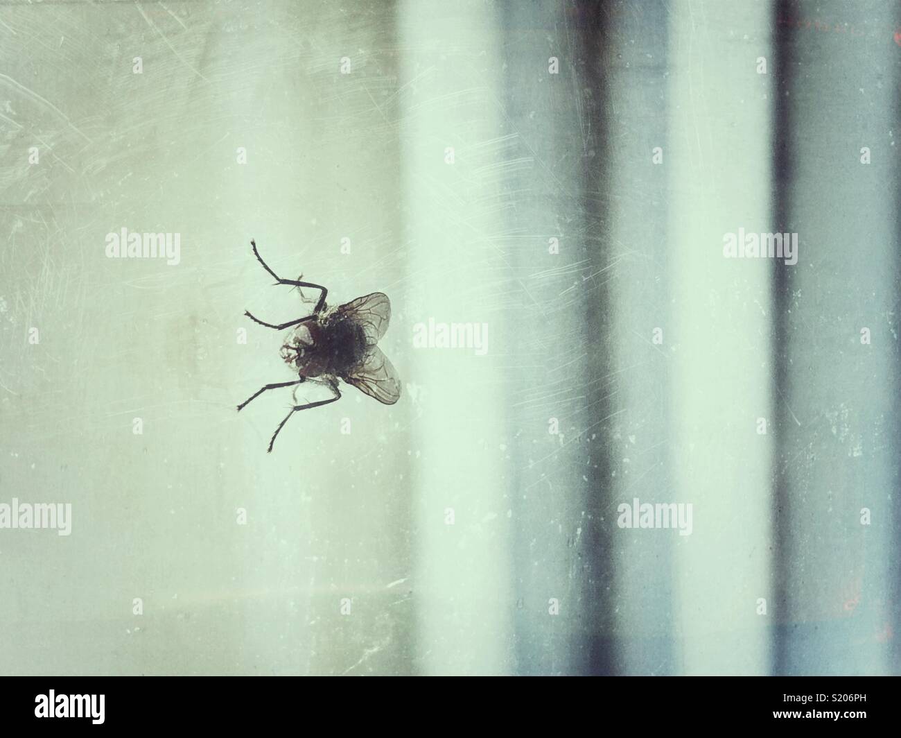 Housefly su una finestra in primo piano Foto Stock