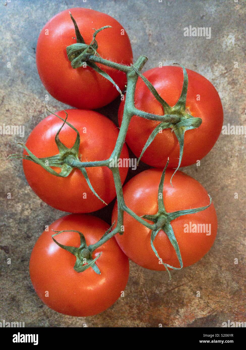 Pomodori sul ramo visto da sopra. - Immagine stock catturata con smartphone