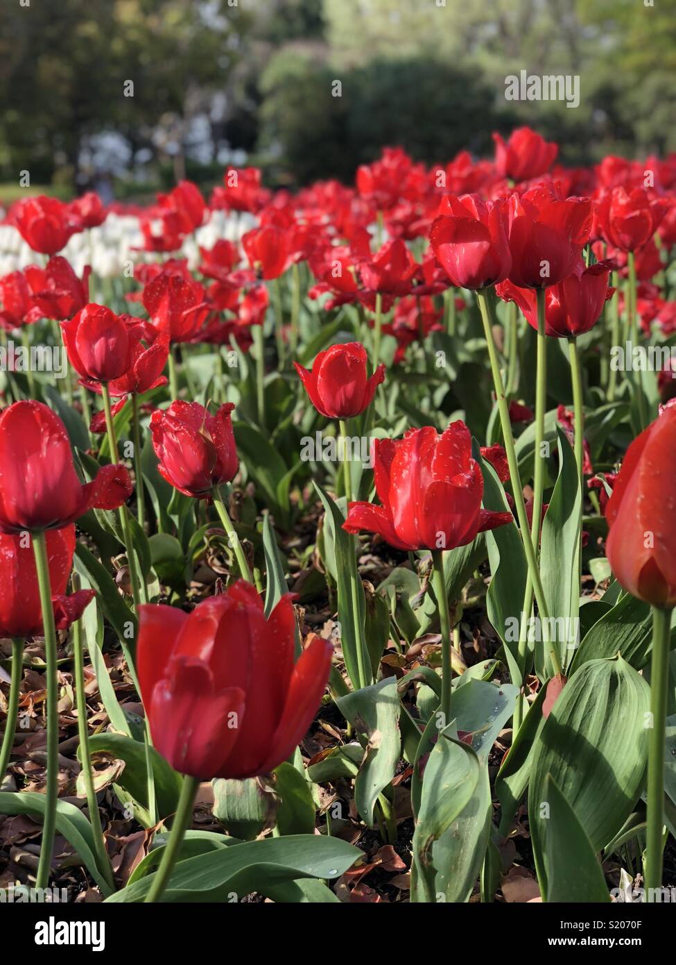 Tulipani rossi plantation Foto Stock
