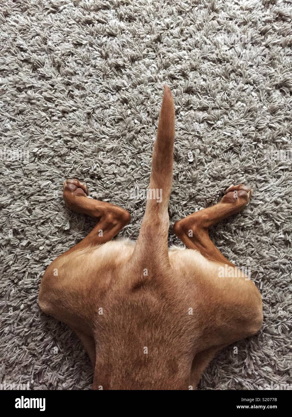 Guardando verso il basso a partire da sopra su di una estremità posteriore di un cane posa su una pelliccia tappeto con le sue gambe e coda ampia distesa in un divertente immagine pet Foto Stock
