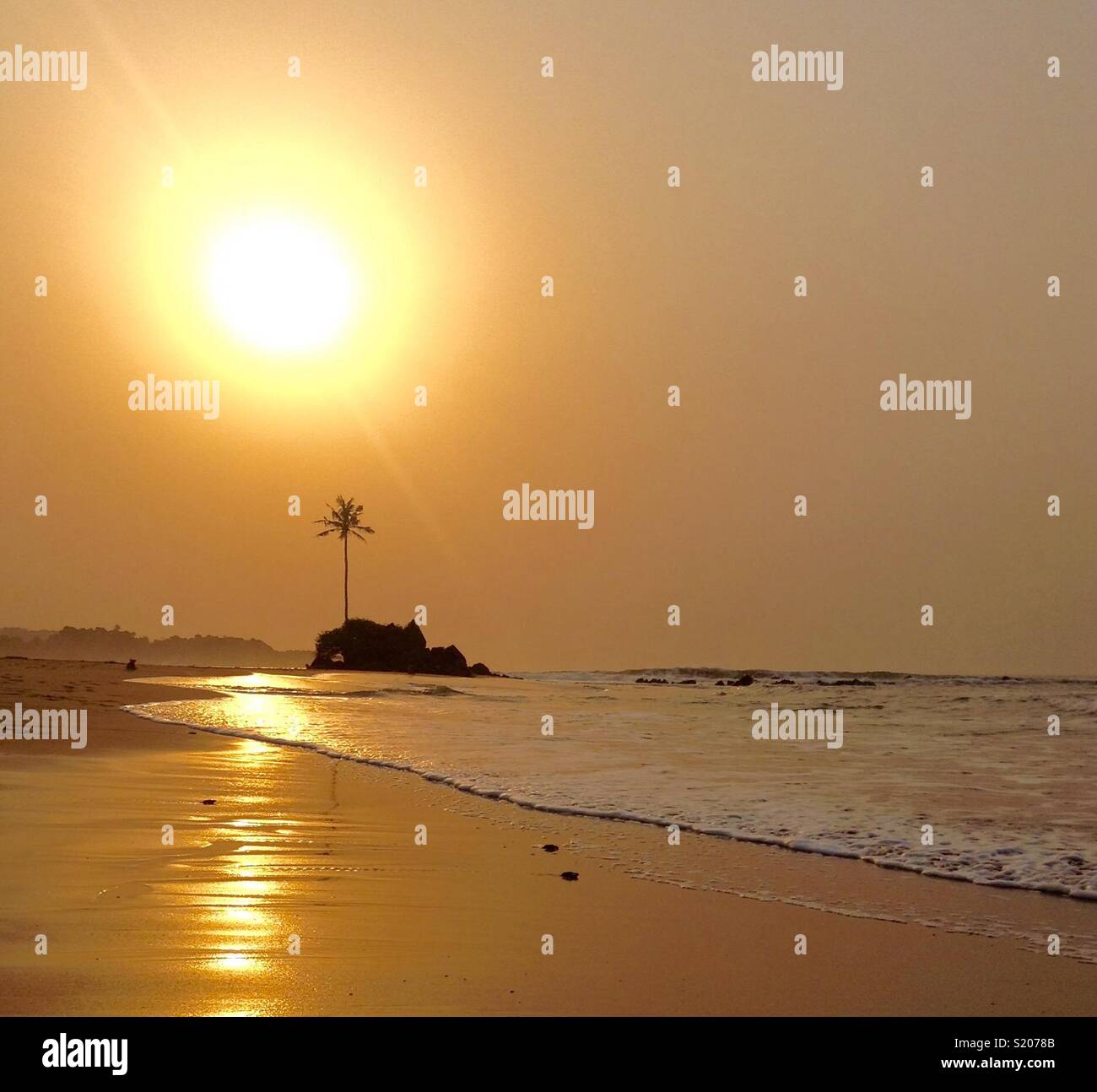 Palm tree silhouette di sunrise con tartarughe bambino gattona all'oceano - Ghana, Africa Foto Stock