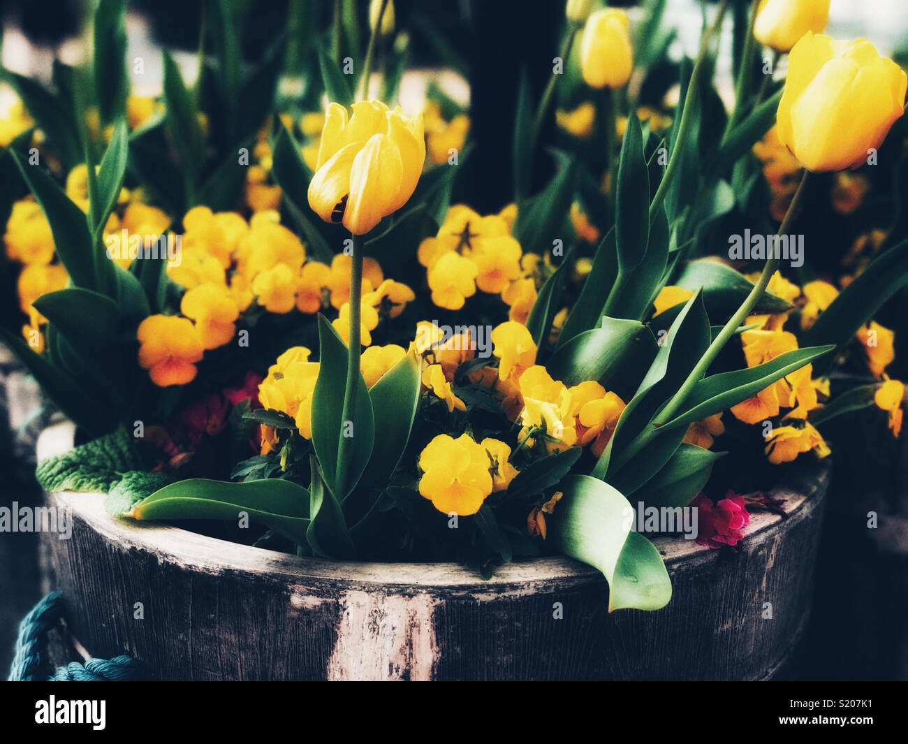 Il giallo dei fiori in un vaso , che mostra la vita Foto Stock