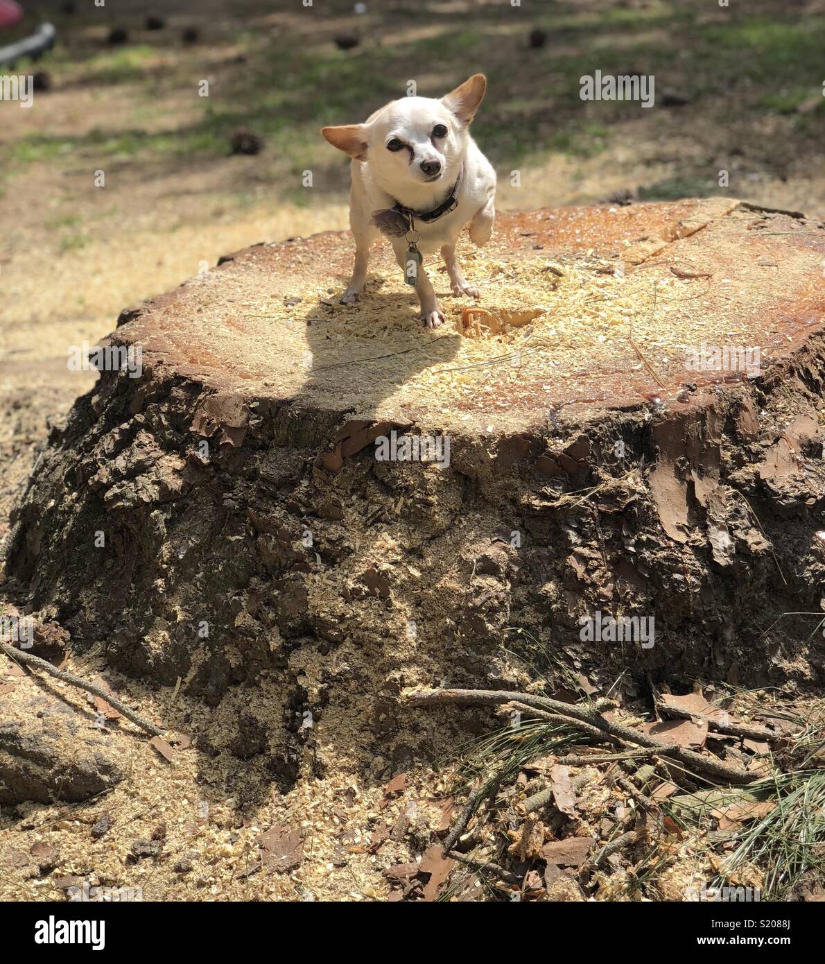 Chihuahua cerca di colpire una posa su un enorme albero di pino moncone. Poveri chihuahua non desidera ottenere sap sul suo piccolo zampa. Foto Stock