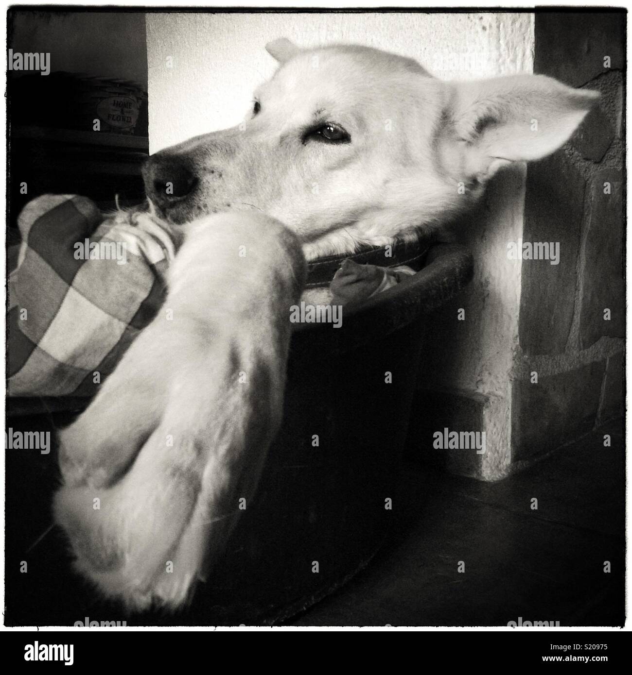 "Si tratta di una vita cani..." - Immagine stock catturata con smartphone