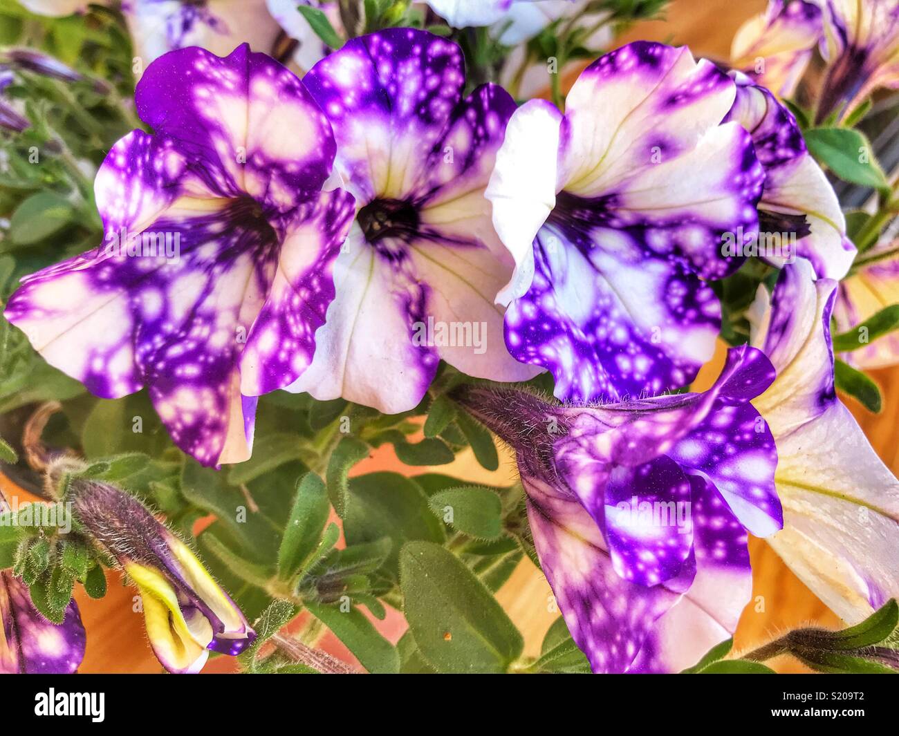 La Petunia "Night Sky", close-up - Immagine stock catturata con smartphone