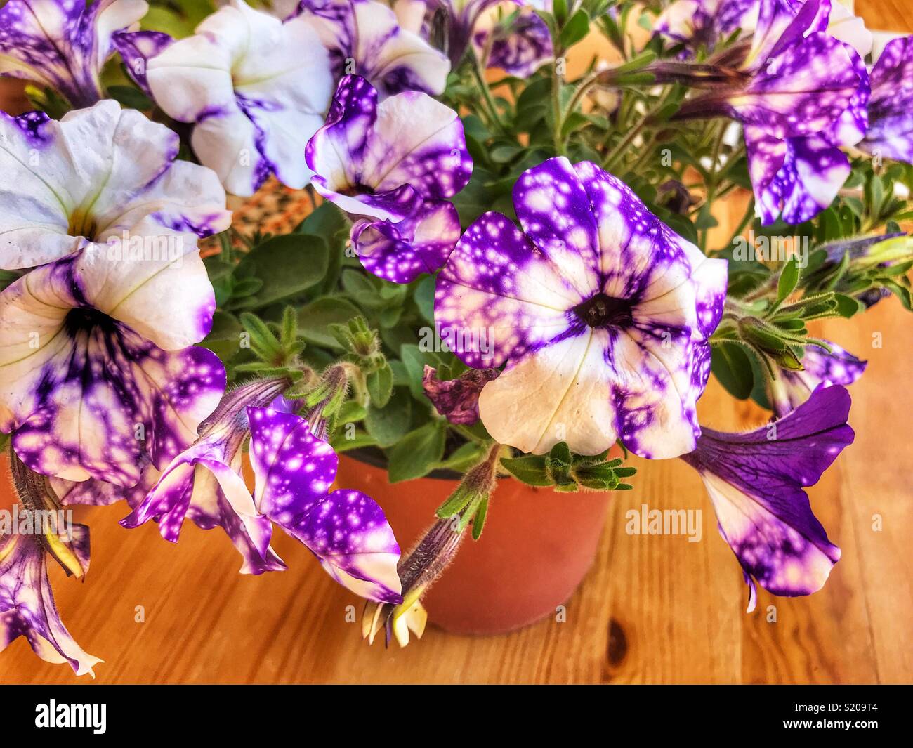 La Petunia "Night Sky", close-up - Immagine stock catturata con smartphone