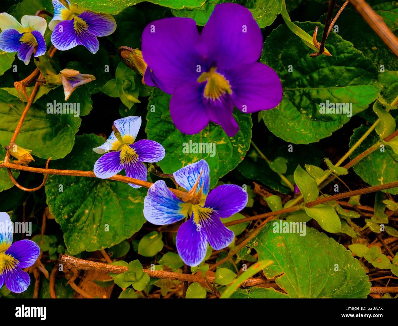 Viola e blu- lussureggianti violette nel letto di fiori Foto Stock