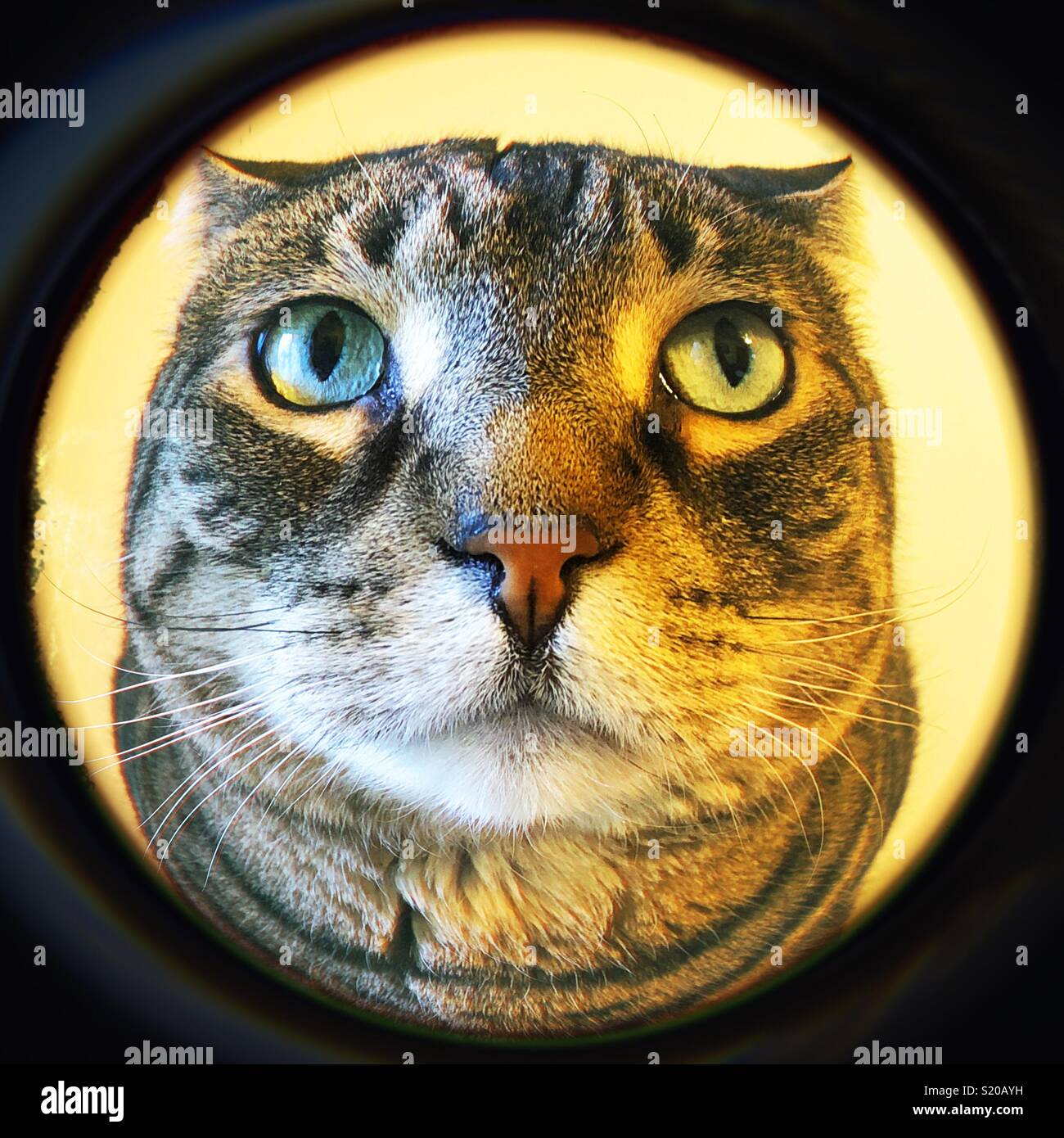 Tabby cat close up con fish eye lens Foto Stock