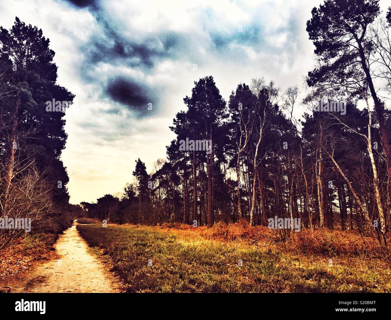 Sutton Heath Suffolk in Inghilterra Foto Stock