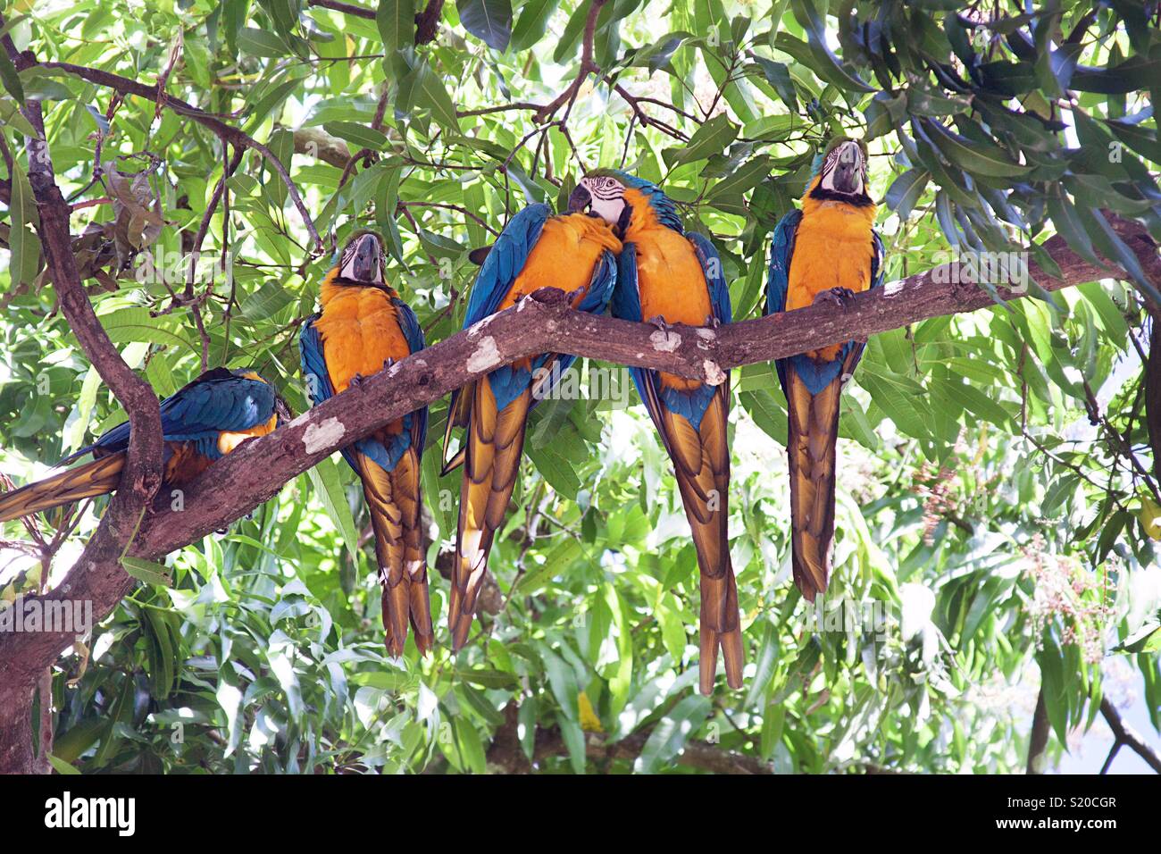 Il blu e il giallo Macaws su un albero a Caracas, Venezuela Foto Stock