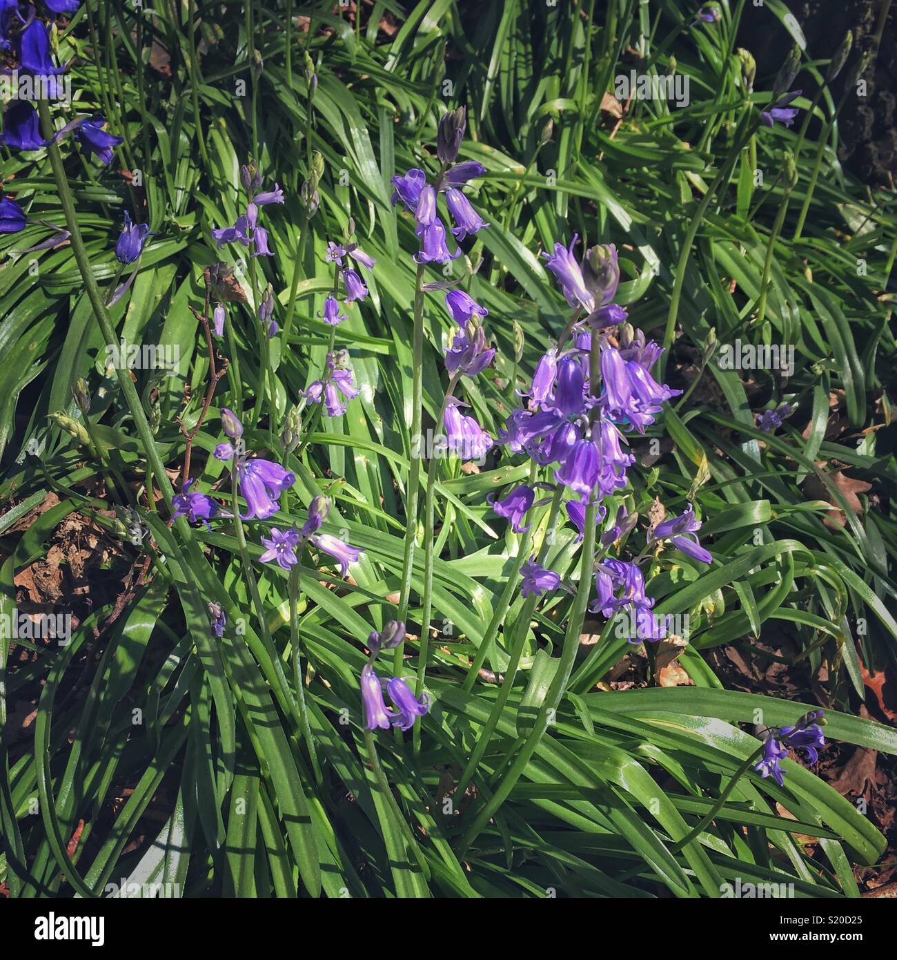 Primo bluebells della molla - Immagine stock catturata con smartphone