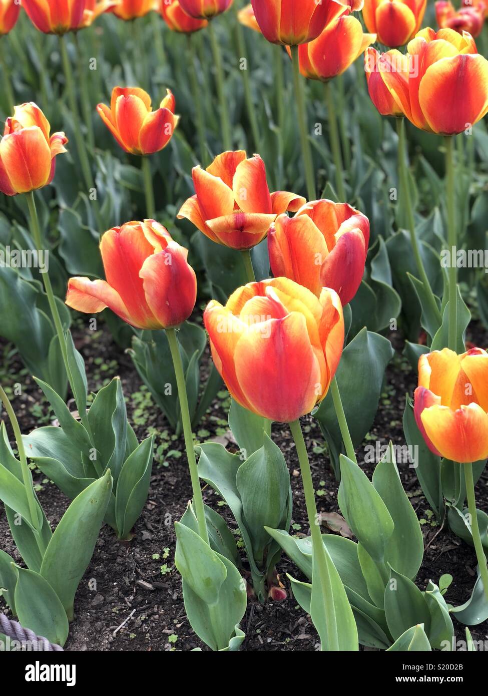 Bel colore arancione tulipani in fiore park , Giappone Foto Stock