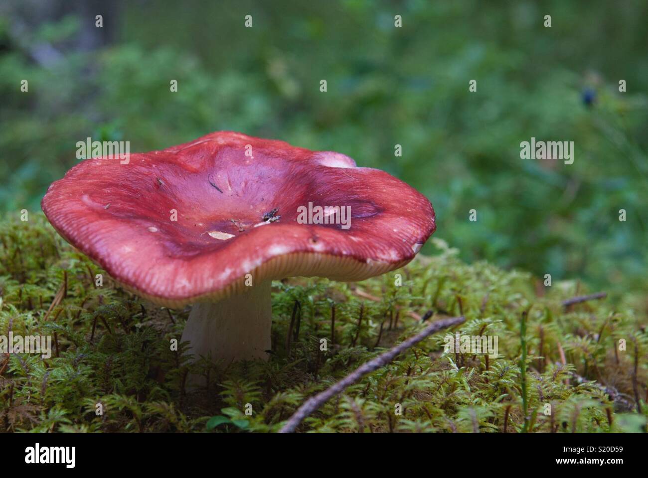 I funghi nel bosco. - Immagine stock catturata con smartphone