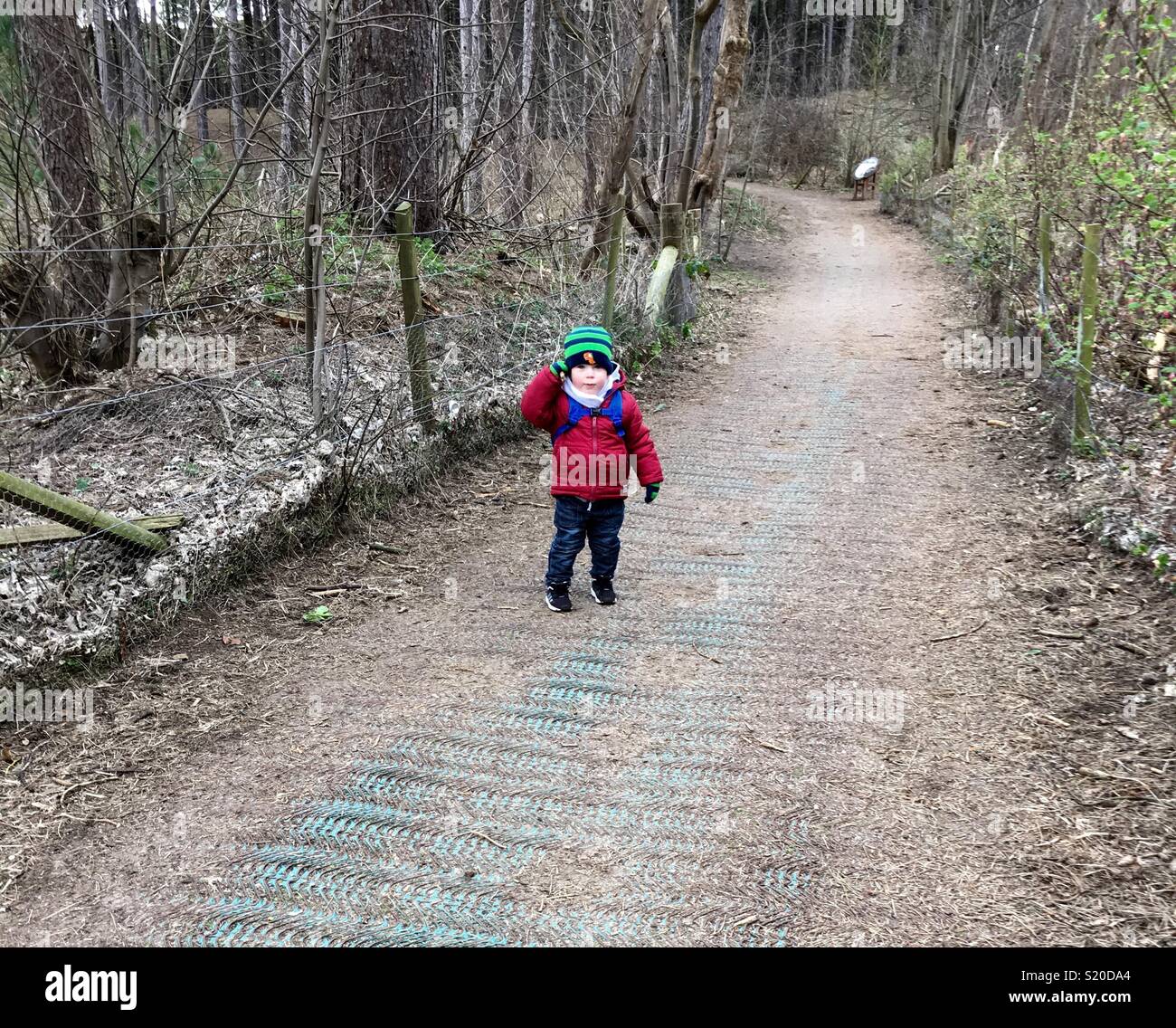 Bambino a passeggiare nei boschi di pino Foto Stock