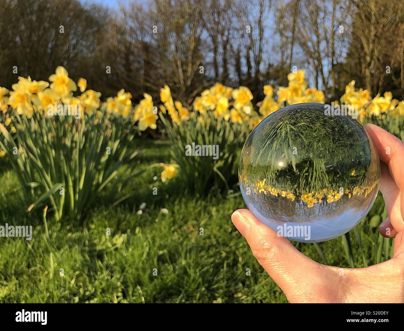 La molla narcisi attraverso una lente di vetro sfera - Immagine stock catturata con smartphone