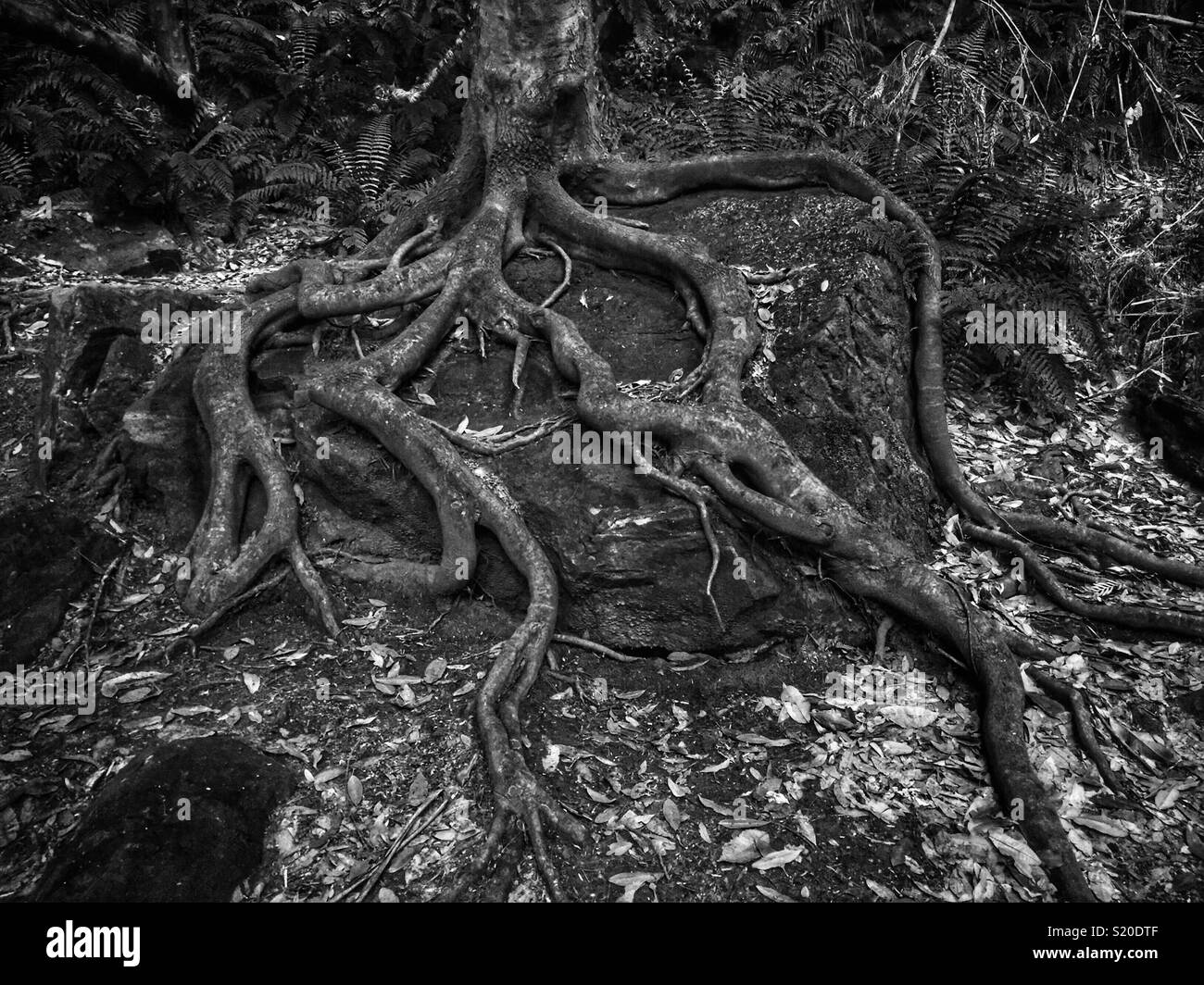 Coachwood (Ceratopetalum apetalum) che cresce su un muschio di roccia coperte di foreste pluviali temperate sull'anfiteatro a piedi via in Leura, il Parco Nazionale Blue Mountains, NSW, Australia Foto Stock