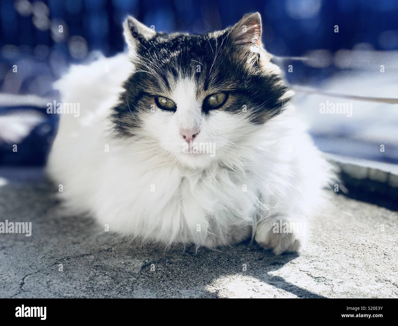 Longhair Cat al di fuori Foto Stock