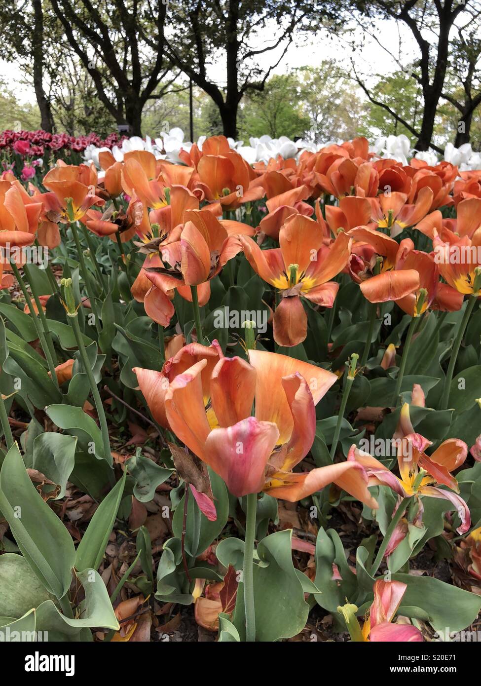 Tulipani arancione per crescere insieme Foto Stock